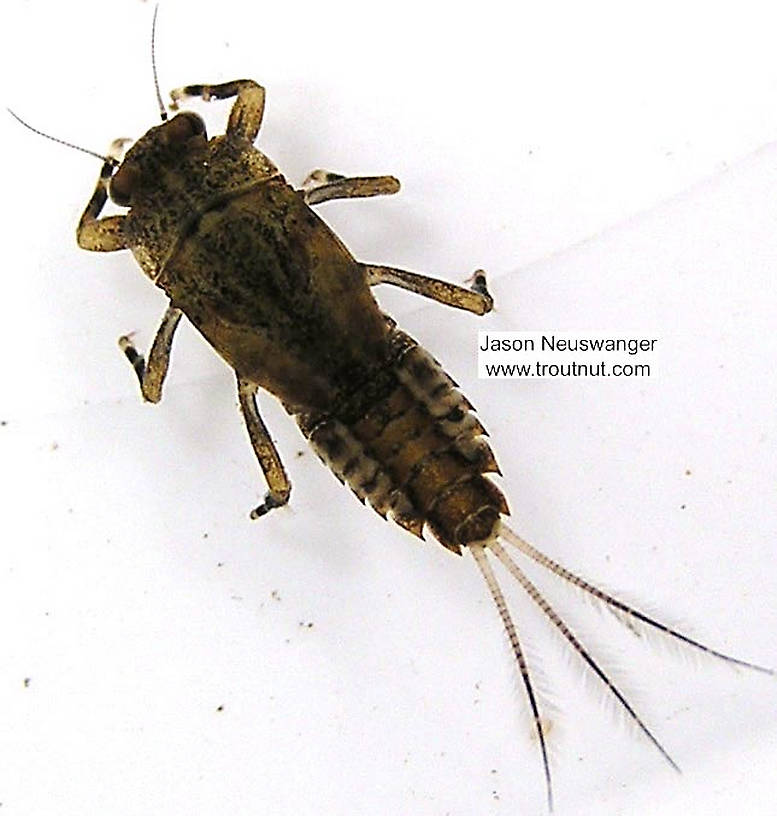 Ephemerella subvaria (Hendrickson) Mayfly Nymph from unknown in Wisconsin