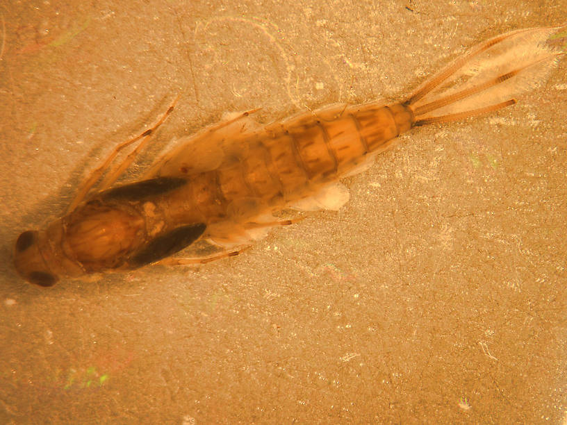 Siphlonurus occidentalis (Gray Drake) Mayfly Nymph from Crazy Beaver Spring in Montana