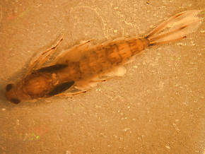 Siphlonurus occidentalis (Gray Drake) Mayfly Nymph