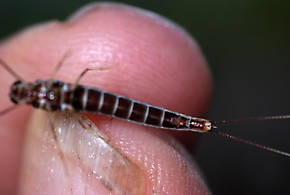 Female Siphlonurus autumnalis (Gray Drake) Mayfly Spinner