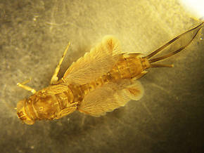 Siphlonurus phyllis (Gray Drake) Mayfly Nymph