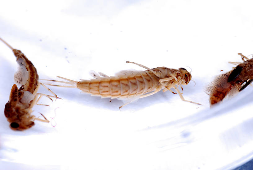 Siphlonurus occidentalis (Gray Drake) Mayfly Spinner from Crazy Beaver Spring in Montana