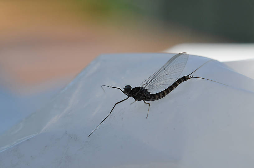 Siphlonurus occidentalis (Gray Drake) Mayfly Spinner from Crazy Beaver Spring in Montana