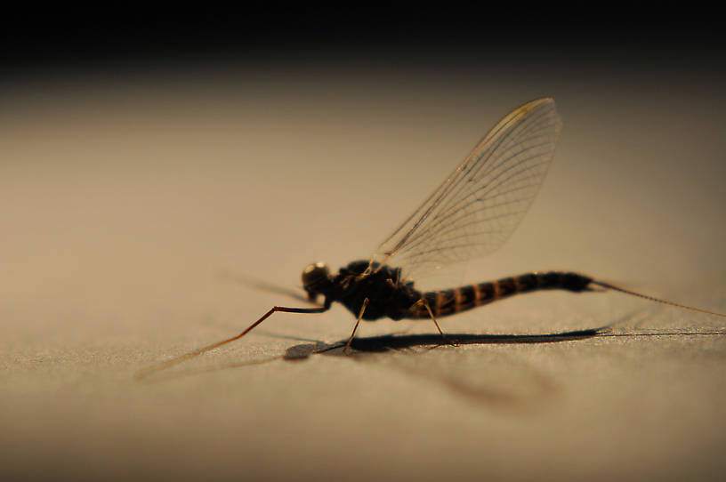 Siphlonurus occidentalis (Gray Drake) Mayfly Spinner from Crazy Beaver Spring in Montana