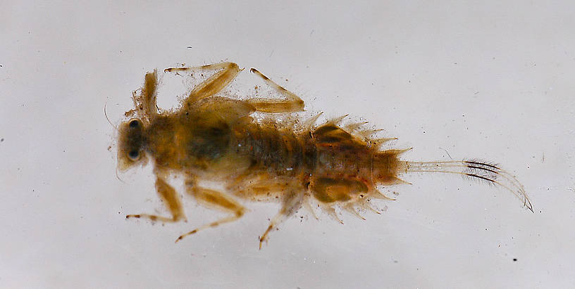 Timpanoga hecuba (Great Red Quill) Mayfly Nymph from the St. Regis River in Montana