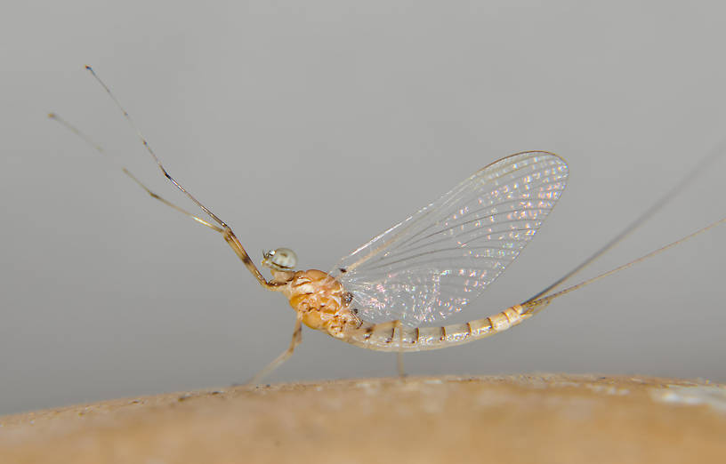 Male Epeorus albertae (Pink Lady) Mayfly Spinner from the Touchet River in Washington