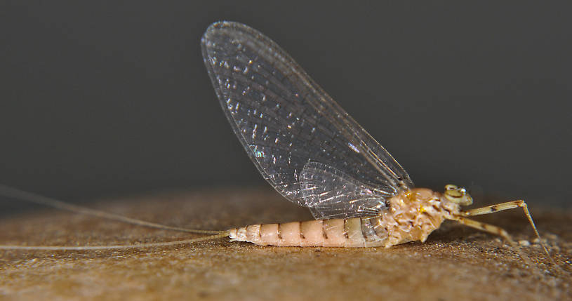 Female Epeorus albertae (Pink Lady) Mayfly Spinner from the Touchet River in Washington