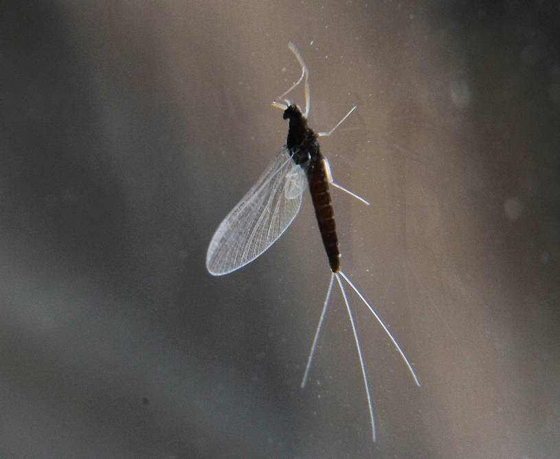 Female Paraleptophlebia (Blue Quills and Mahogany Duns) Mayfly Spinner from the Touchet River in Washington