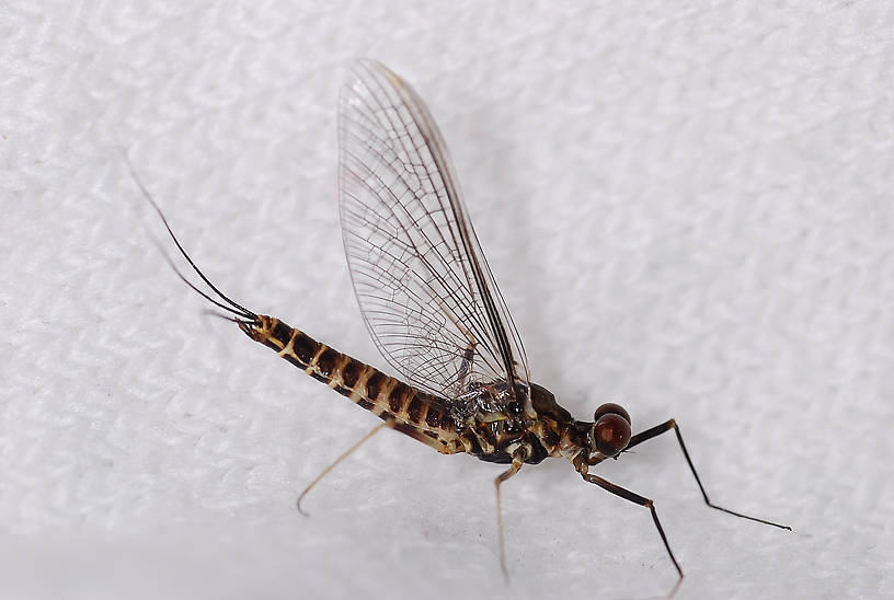 Male Drunella spinifera (Western Slate Olive Dun) Western Slate Olive Dun Spinner from Fern Creek in Montana