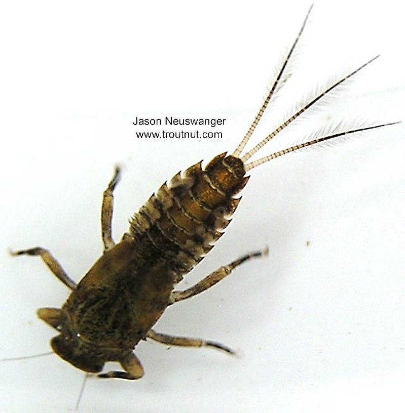 Ephemerella subvaria (Hendrickson) Mayfly Nymph from unknown in Wisconsin