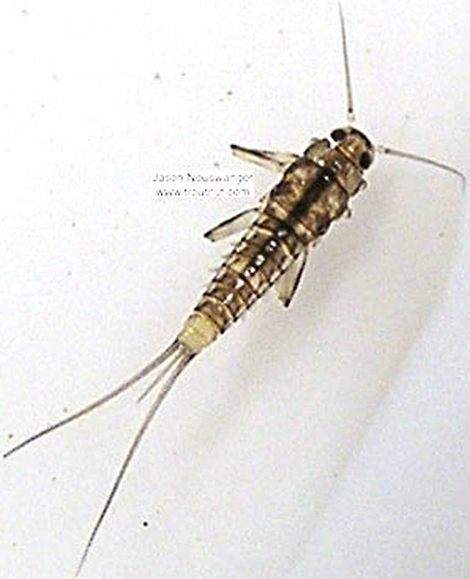 Baetidae (Blue-Winged Olives) Mayfly Nymph from unknown in Wisconsin