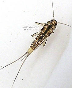 Baetidae (Blue-Winged Olives) Mayfly Nymph