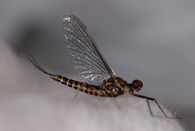 Male Drunella spinifera (Western Slate Olive Dun) Western Slate Olive Dun Spinner from Fern Creek in Montana