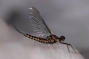 Male Drunella spinifera (Western Slate Olive Dun) Mayfly Spinner