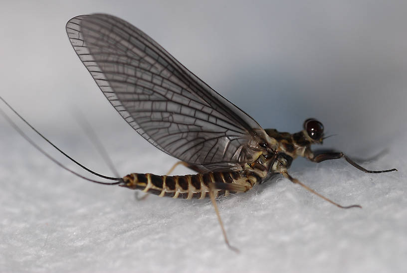 Female Drunella spinifera (Western Slate Olive Dun) Western Slate Olive Dun Dun from Fern Creek in Montana