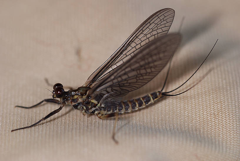 Female Drunella spinifera (Western Slate Olive Dun) Western Slate Olive Dun Dun from Fern Creek in Montana