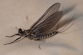 Female Drunella spinifera (Western Slate Olive Dun) Mayfly Dun