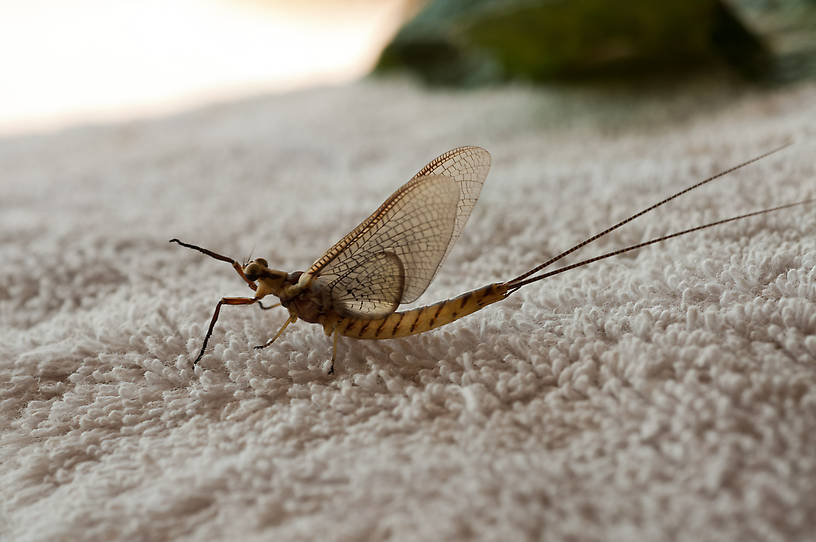 Hexagenia limbata (Hex) Mayfly Dun from Flathead Lake in Montana