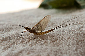 Hexagenia limbata (Hex) Mayfly Dun