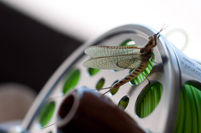 Hexagenia limbata (Hex) Mayfly Dun from Flathead Lake in Montana