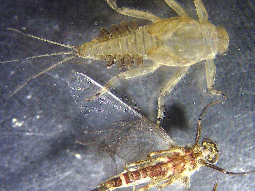 Drunella flavilinea (Flav) Mayfly Spinner from the Flathead River-lower in Montana