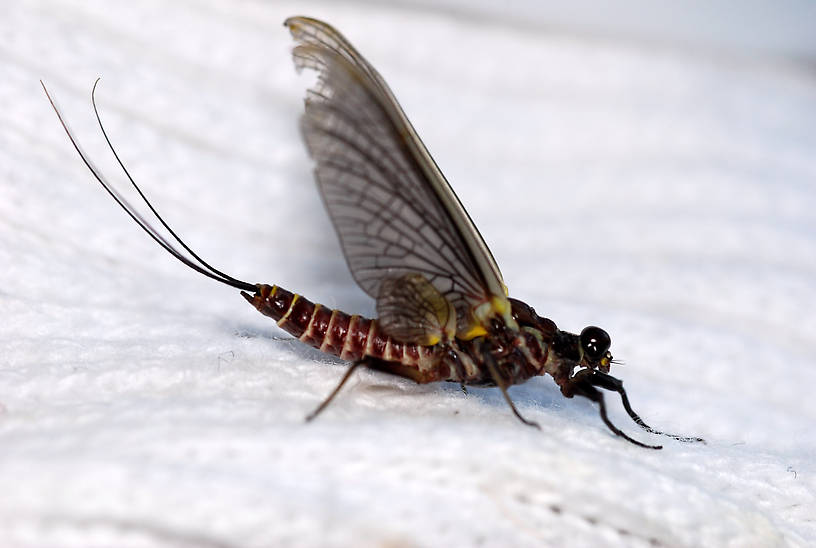 Drunella grandis (Western Green Drake) Mayfly Adult from Rock Creek in Montana