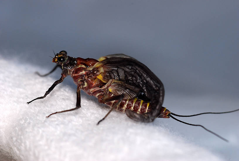 Drunella grandis (Western Green Drake) Mayfly Adult from Rock Creek in Montana