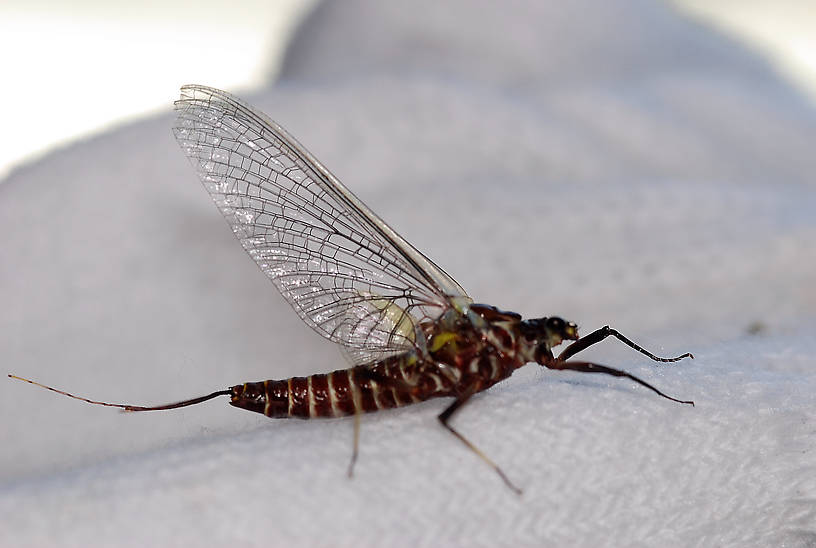 Drunella grandis (Western Green Drake) Mayfly Adult from Rock Creek in Montana