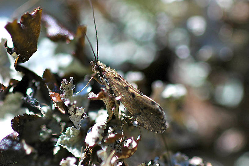 Dolophilodes aequalis (Medium Evening Sedge) Caddisfly Adult from Grizzly Creek in Montana