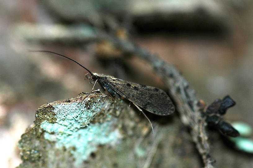 Dolophilodes aequalis (Medium Evening Sedge) Caddisfly Adult from Grizzly Creek in Montana