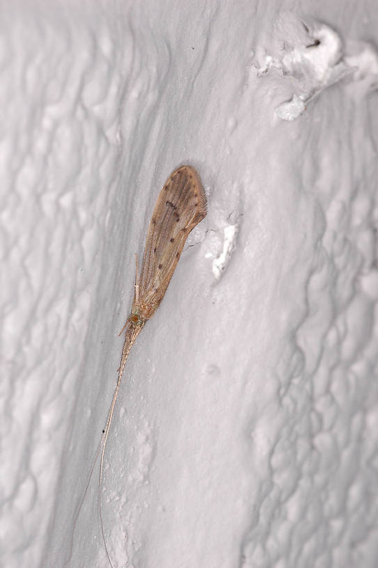 Oecetis avara (Tan Spotted-Wing Long-Horned Sedge) Caddisfly Adult from the Flathead River-lower in Montana