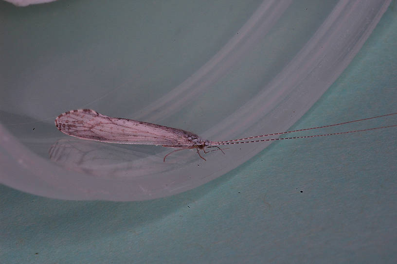 Nectopsyche (White Millers) Caddisfly Adult from the Flathead River-lower in Montana