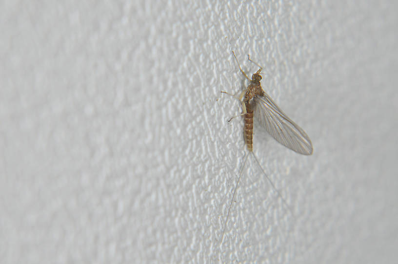 Female Baetis (Blue-Winged Olives) Mayfly Dun from the Touchet River in Washington