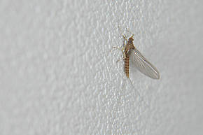 Female Baetis (Blue-Winged Olives) Mayfly Dun