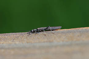 Perlomyia utahensis (Little Black Needlefly) Stonefly Adult