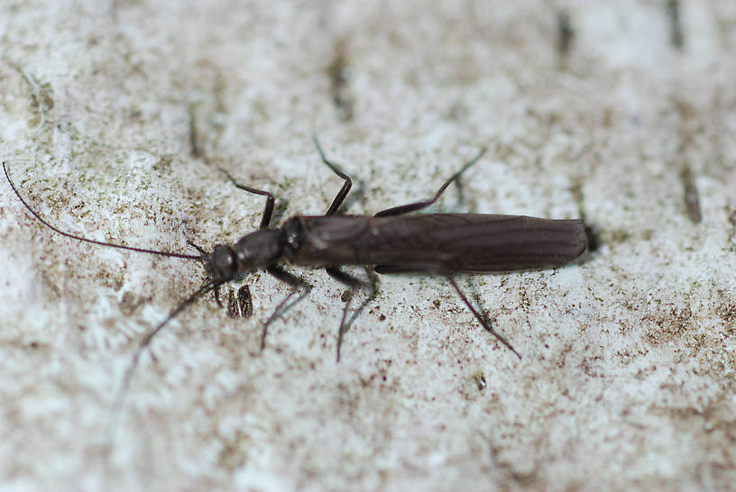 Perlomyia utahensis (Little Black Needlefly) Stonefly Adult from Roy's Creek in Montana