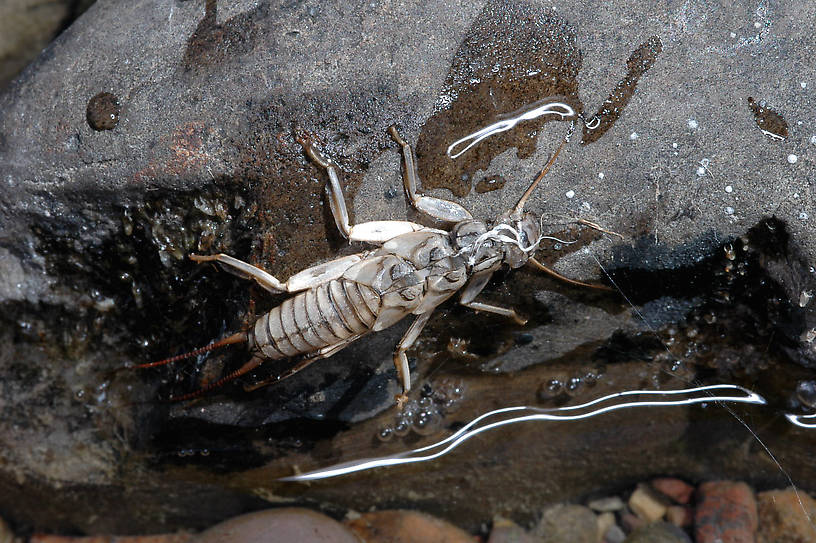 Claassenia sabulosa (Golden Stone) Stonefly Adult from the Flathead River-lower in Montana