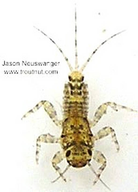 Ephemerella invaria (Sulphur Dun) Mayfly Nymph from unknown in Wisconsin