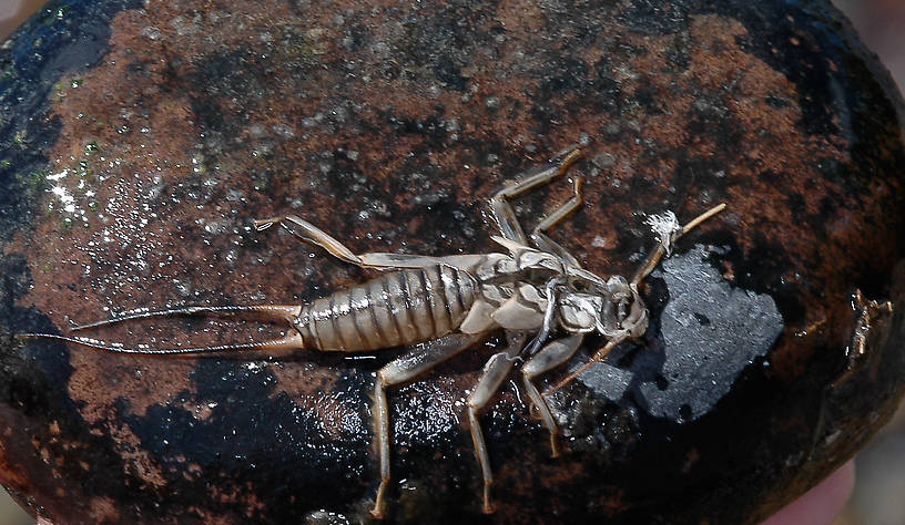 Claassenia sabulosa (Golden Stone) Stonefly Adult from the Flathead River-lower in Montana