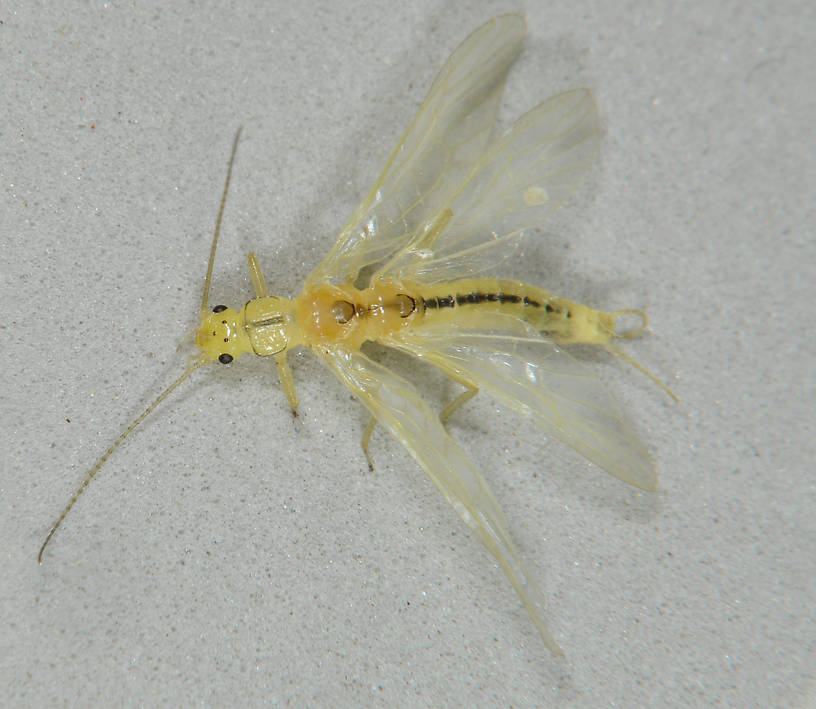 Suwallia pallidula (Sallfly) Stonefly Adult from the Touchet River in Washington