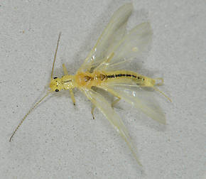 Suwallia pallidula (Sallfly) Stonefly Adult