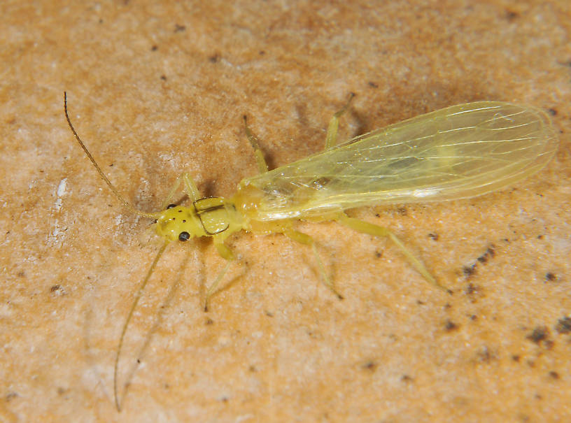 Suwallia pallidula (Sallfly) Stonefly Adult from the Touchet River in Washington