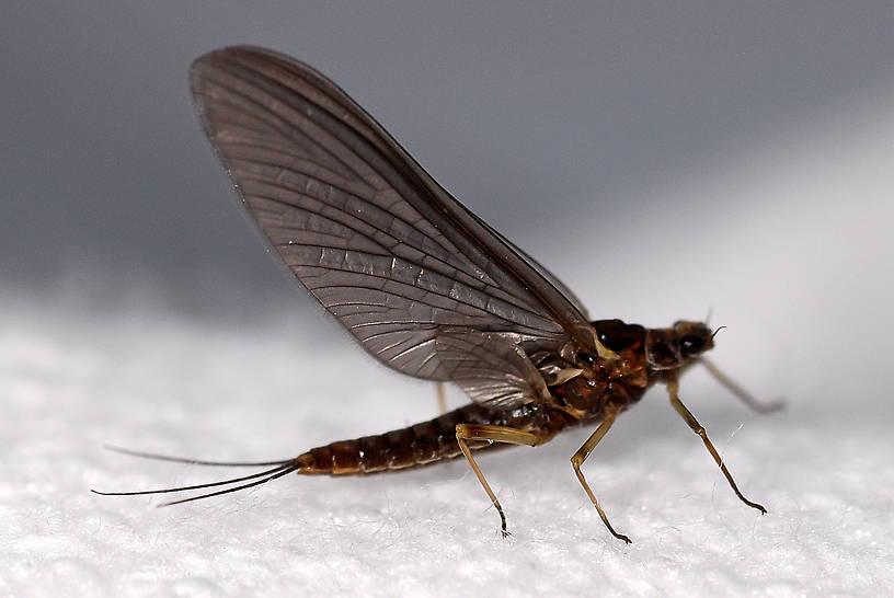 Female Ephemerella tibialis (Little Western Dark Hendrickson) Mayfly Dun from Crazy Beaver Spring in Montana