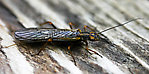 Kathroperla perdita (Sallfly) Stonefly Adult