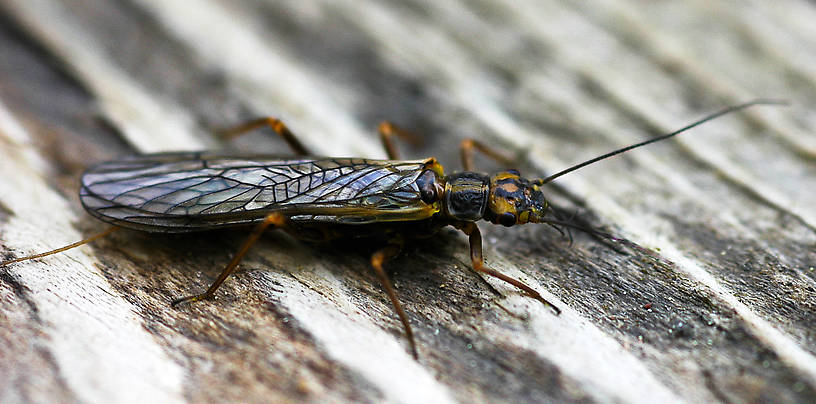 Kathroperla perdita (Sallfly) Stonefly Adult from Teepee Creek in Montana