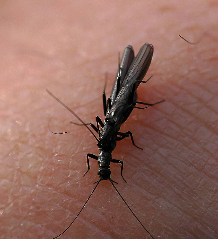 Perlomyia utahensis (Little Black Needlefly) Stonefly Adult from Yellow Bay Creek in Montana