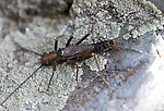 Male Skwala (Large Springflies) Stonefly Adult