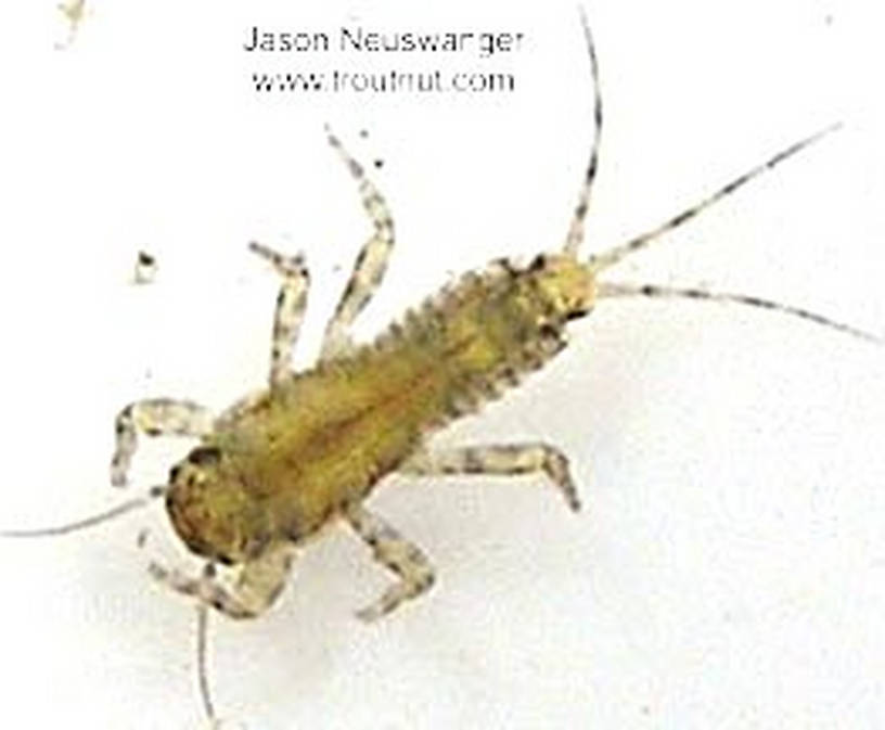 Ephemerella invaria (Sulphur Dun) Mayfly Nymph from unknown in Wisconsin