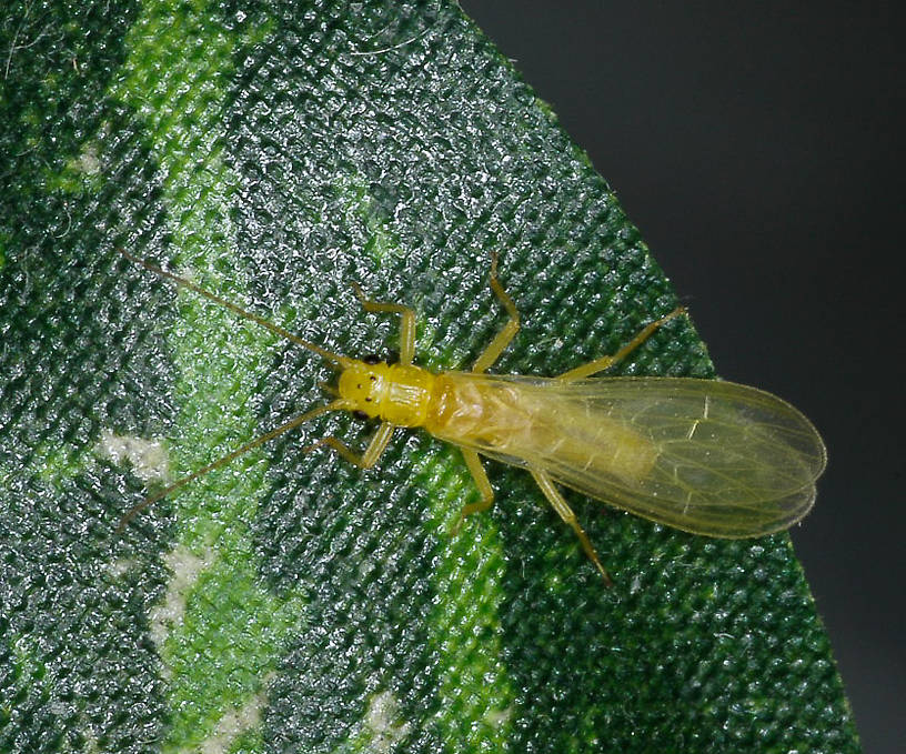 Sweltsa (Sallflies) Stonefly Adult from Lolo Creek in Montana