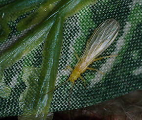 Sweltsa (Sallflies) Stonefly Adult